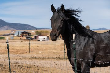 Montana Horse Properties
